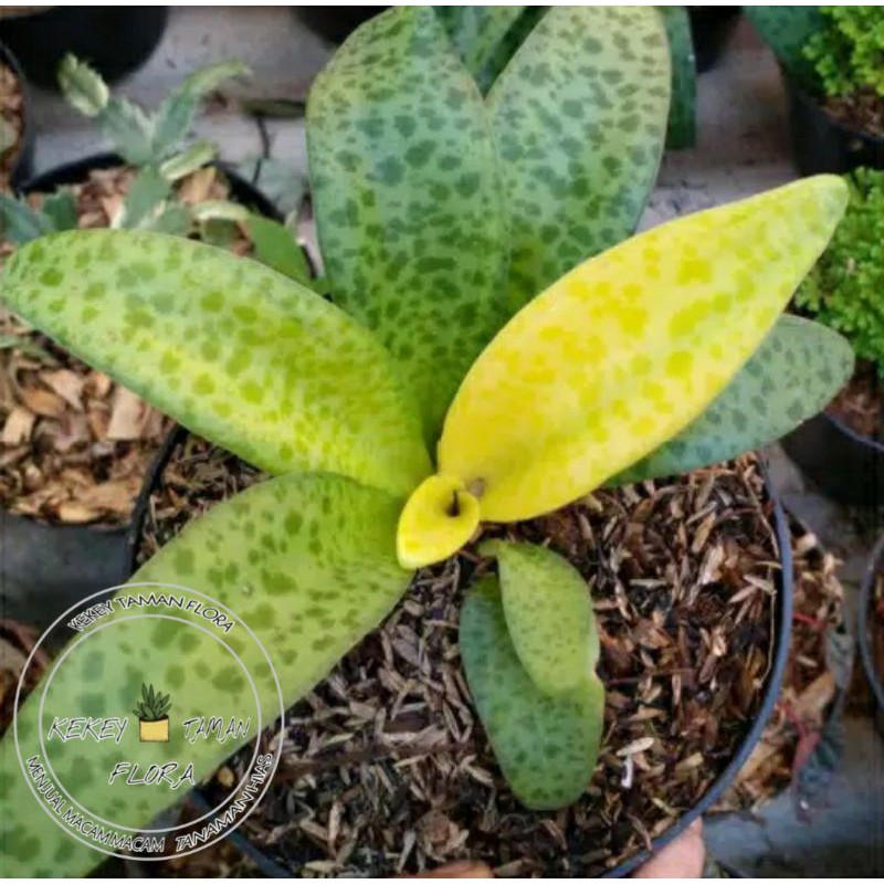 Tanaman Hias Lidah Katak Varigata-Lidah Kotok Varigata