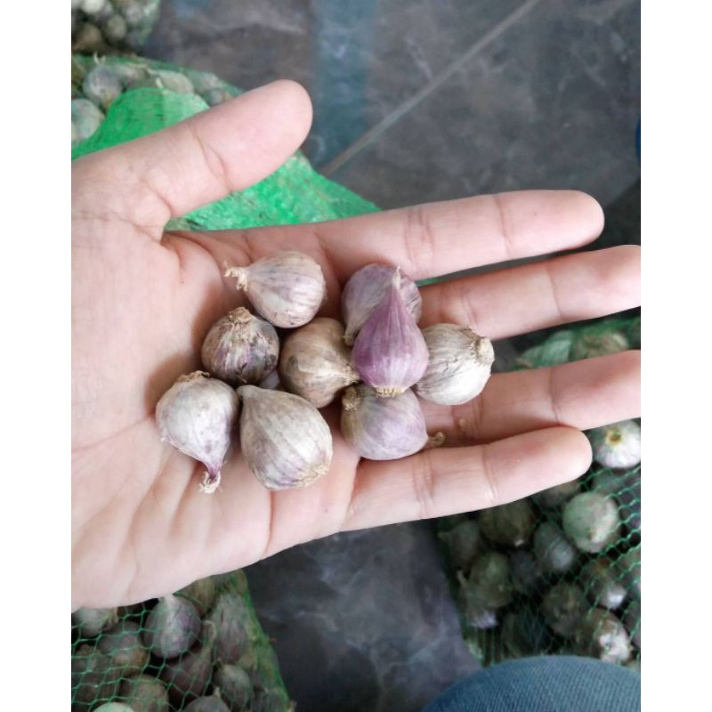 

BAWANG LANANG/BAWANG TUNGGAL/BAWANG PUTIH JANTAN 250 GRAM