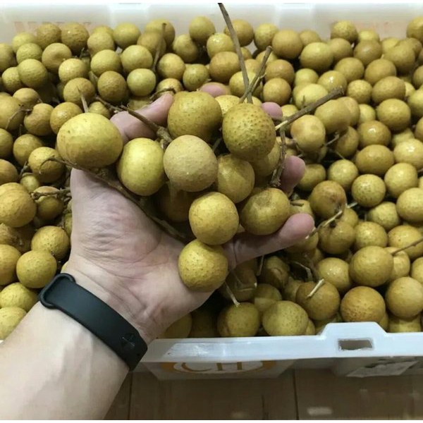 

KELENGKENG BANGKOK (PERKG)