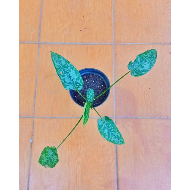 schismatoglottis army