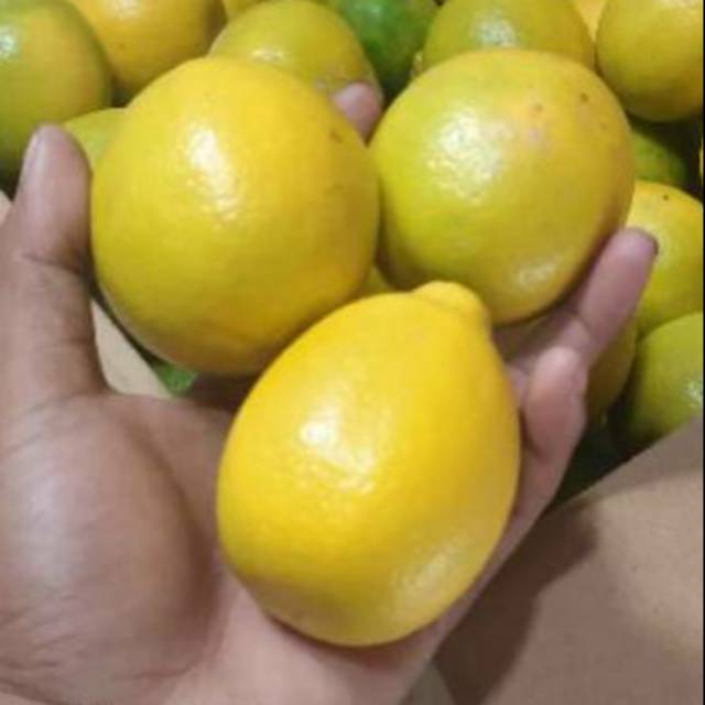 

Buah Jeruk Lemon Carnifornia 1 kg