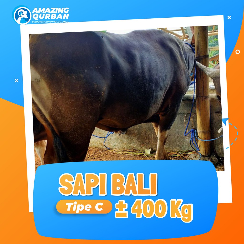 Sapi Qurban Berkualitas, Langsung dari Peternakan, Hewan Qurban 2023 Sapi Bali Bobot ±400KG