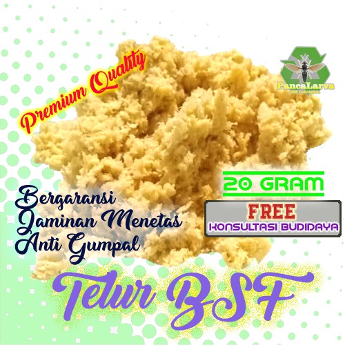 Telur Maggot BSF Bibit Maggot Telur BSF Fresh Paket 20 gram Termurah