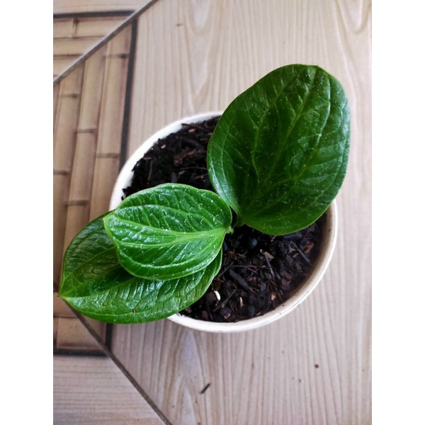 jemani tirex,Tyson dan obor merah