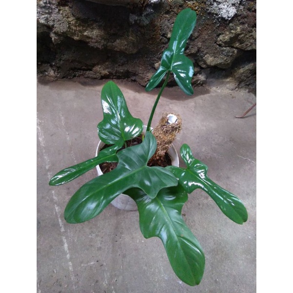 philodendron bipennifolium / philodendron violin