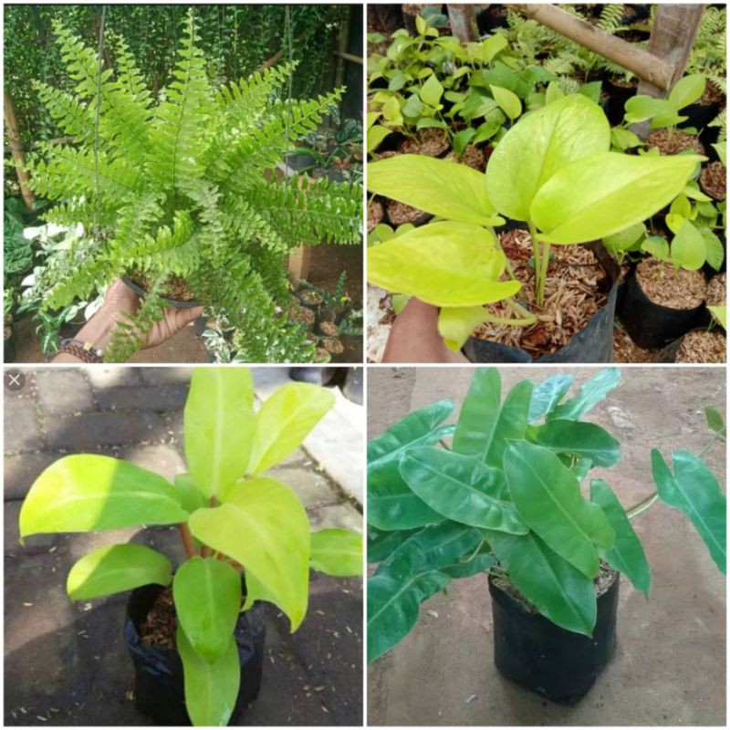 tanaman hias gantung indoor - paket 4 pohon tanaman hias gantung