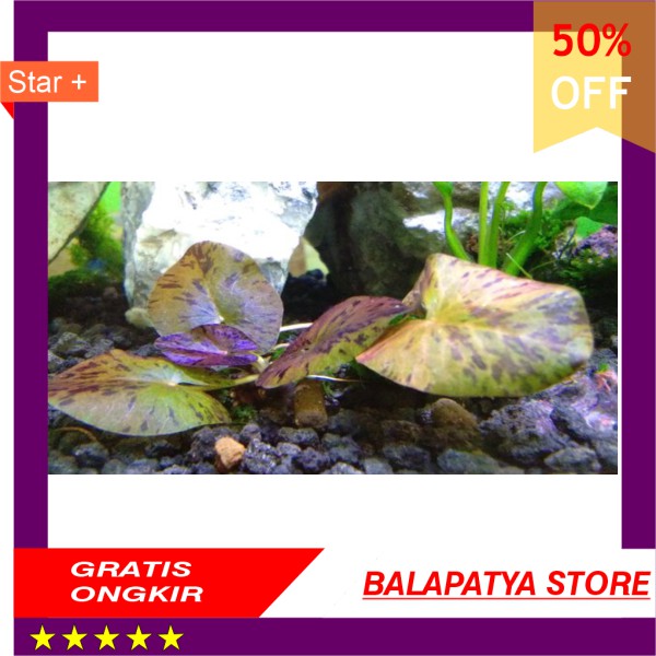 

CUMA HARI INI SAJA!!! 50 Off tiger lotus