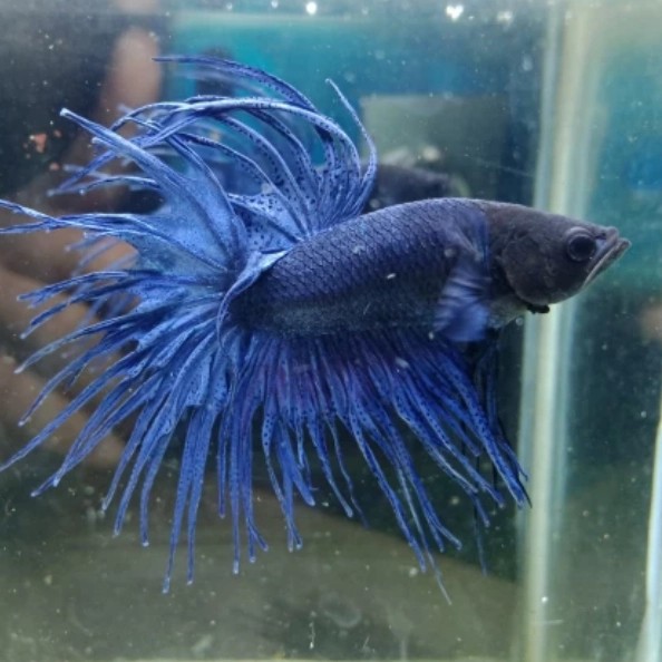 ikan cupang hias ct /serit ukuran big