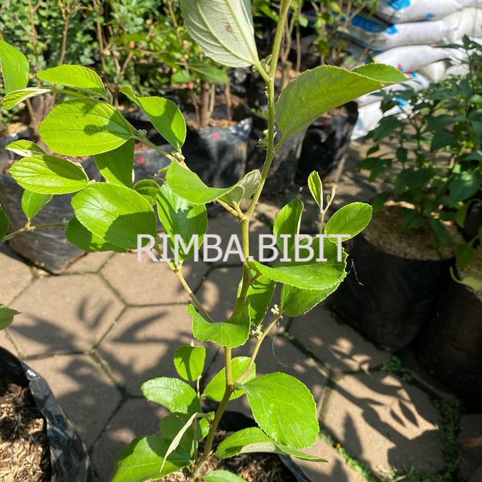 Bibit Buah Apel Putsa Unggul