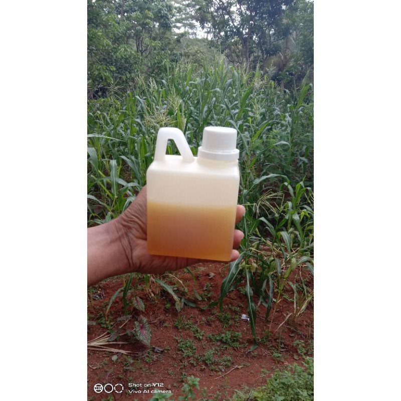 

Madu Murni