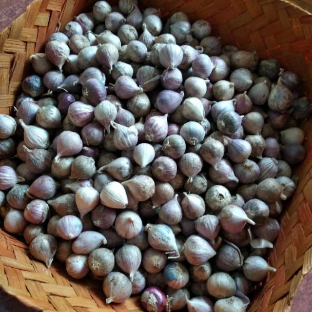 

Bawang putih tunggal 1kilo kecil