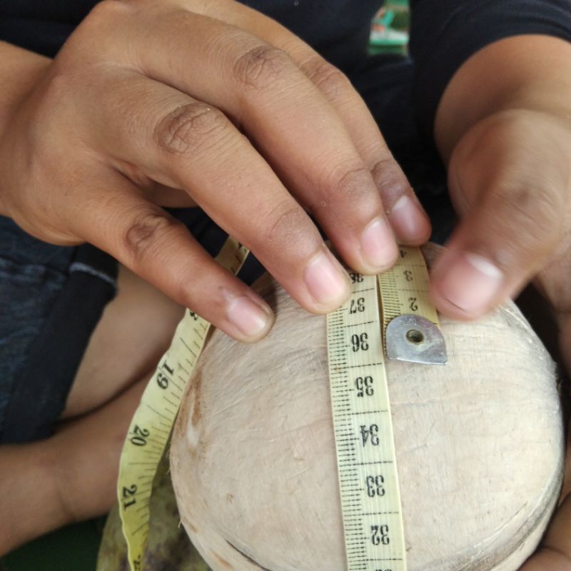 

kelapa kopyor genjah khas kota pati SIZE L