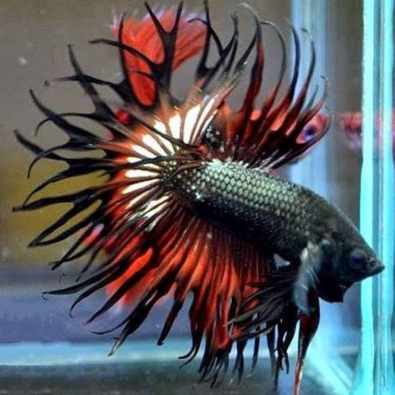 

PROMO CUPANG SERIT ISI 5