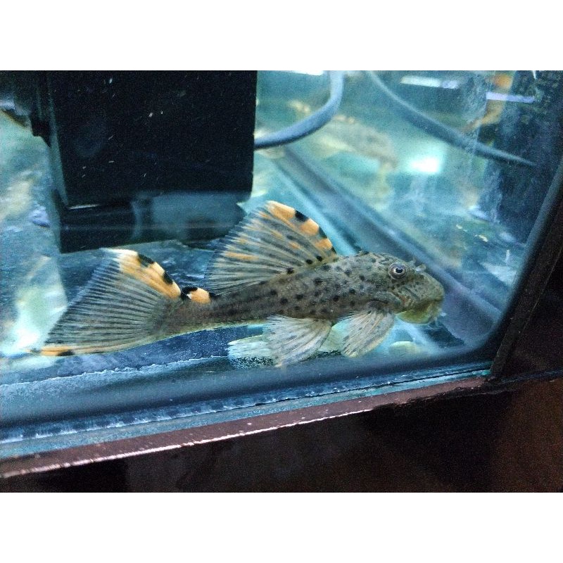 Pleco L091