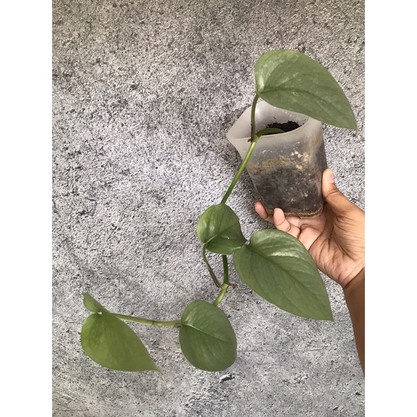 Epipremnum cebu blue A