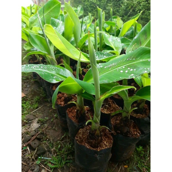 bibit pisang kirana-pisang mas