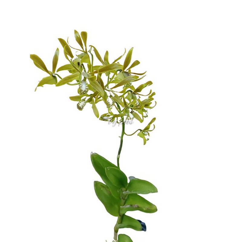 Anggrek Mirbellianum sp papua