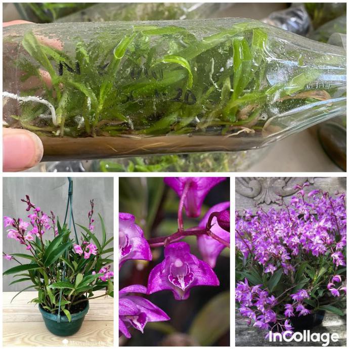 Buruan Beli] Bibit Anggrek Spesies Dalam Botol - Dendrobium Kingianum
