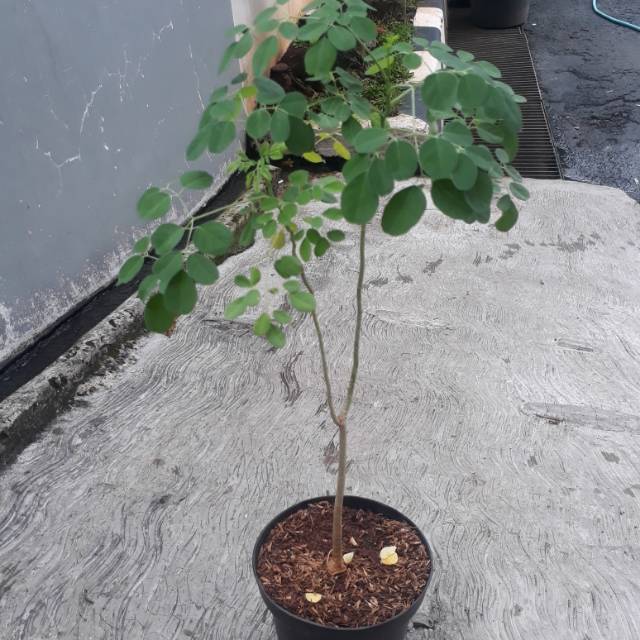 Bibit pohon kelor - daun kelor - pohon kelor