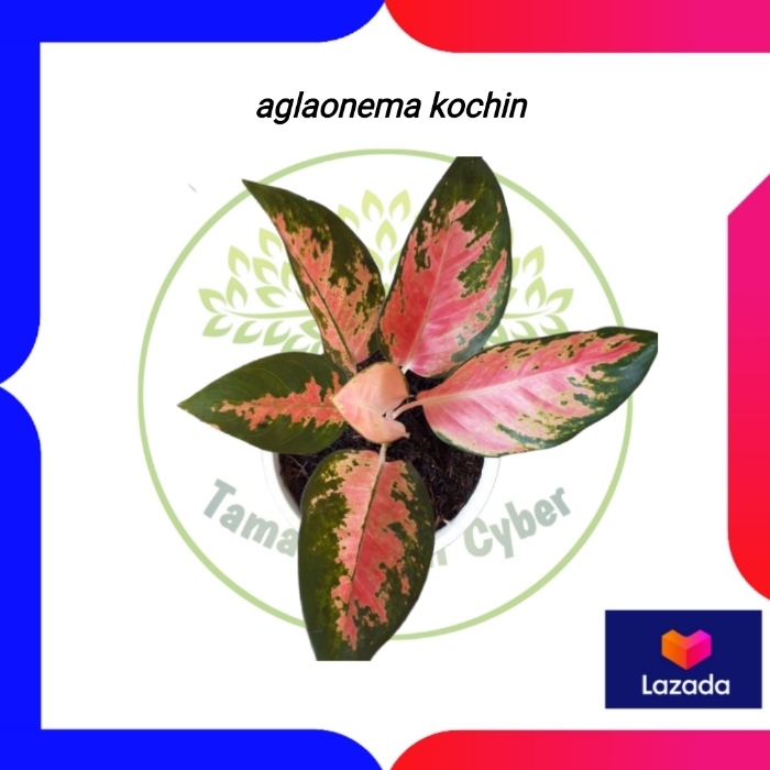 Tanaman hias Aglonema Kochin -  aglonema Kochin - bibit aglonema