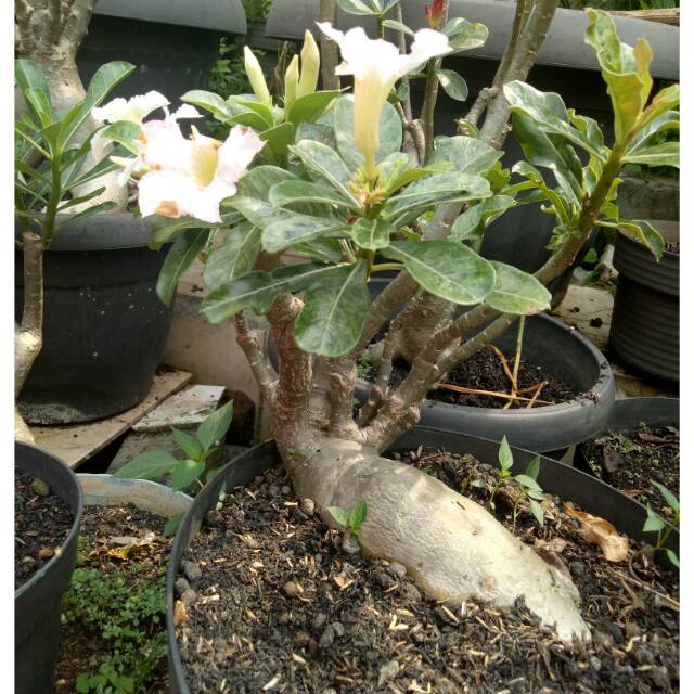 adenium bunga putih