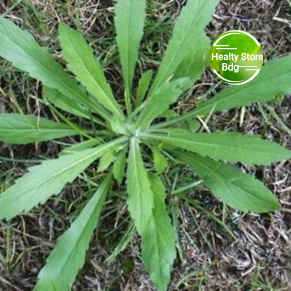 

Daun Jalantir Segar Paket 500 Gram