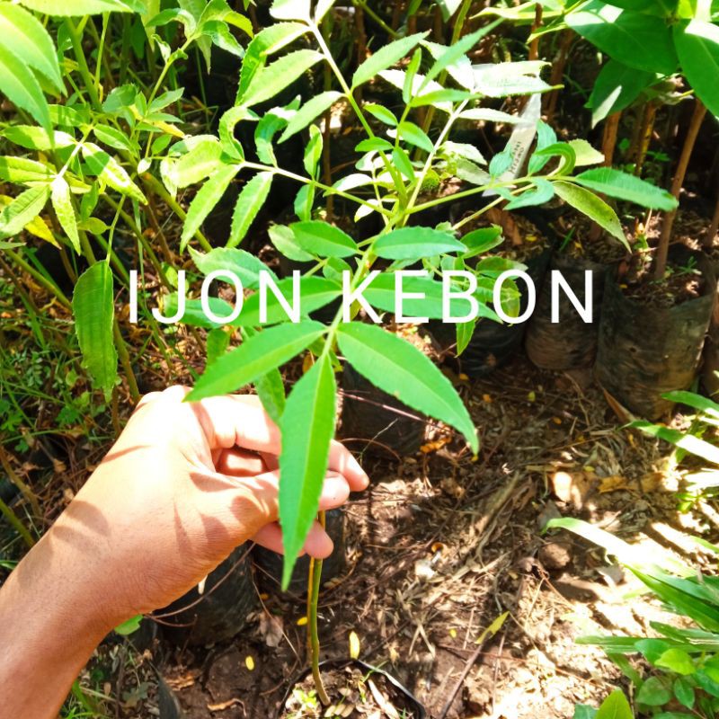 bibit tanaman dondong kedondong mini