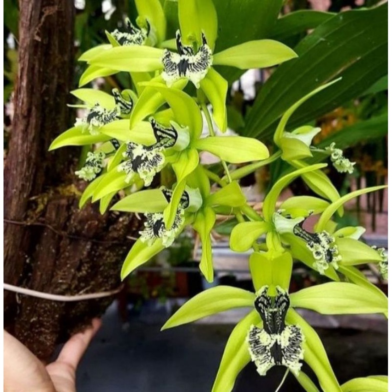 anggrek Coelogyne pandurata