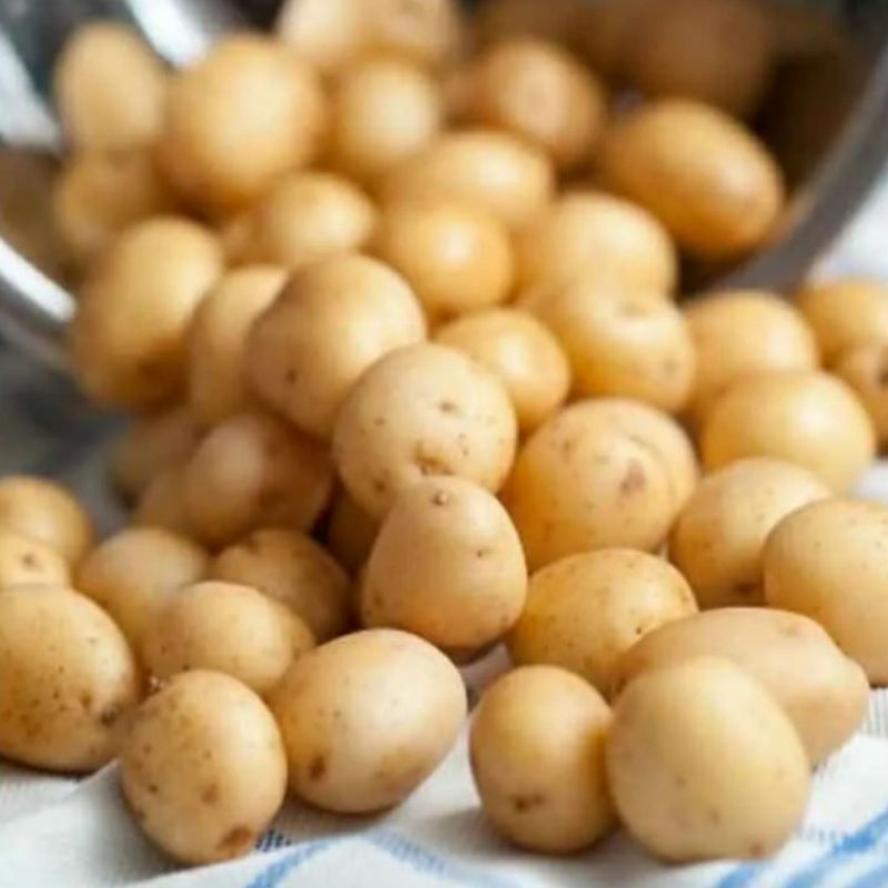 

kentang kecil