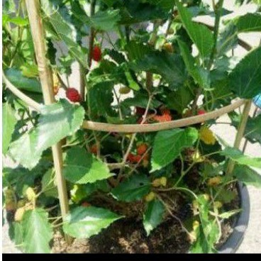 Ajir Tanaman Melingkar - Ajir Bambu