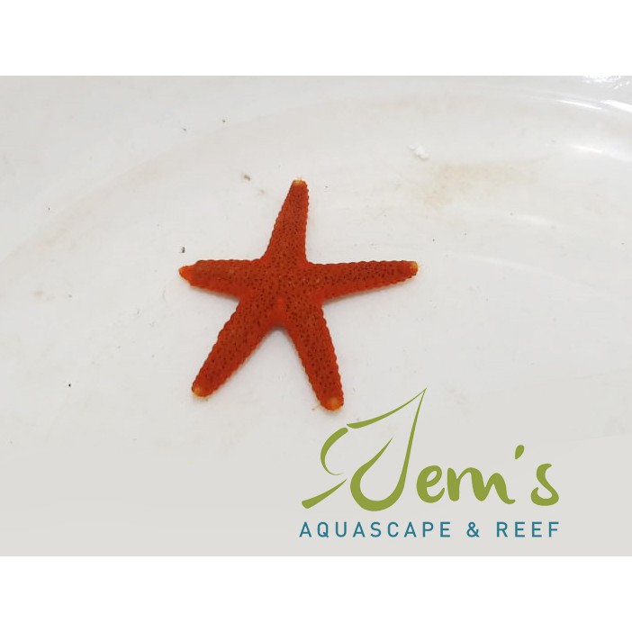 

Bintang Merah (Red Seastar)