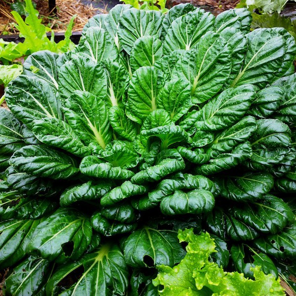 Benih Bibit Biji - Sawi Tatsoi Pagoda Sayur Ta Ke Cai (Rosette Bok Choy) Seeds - Panen Dalam 40 Hari