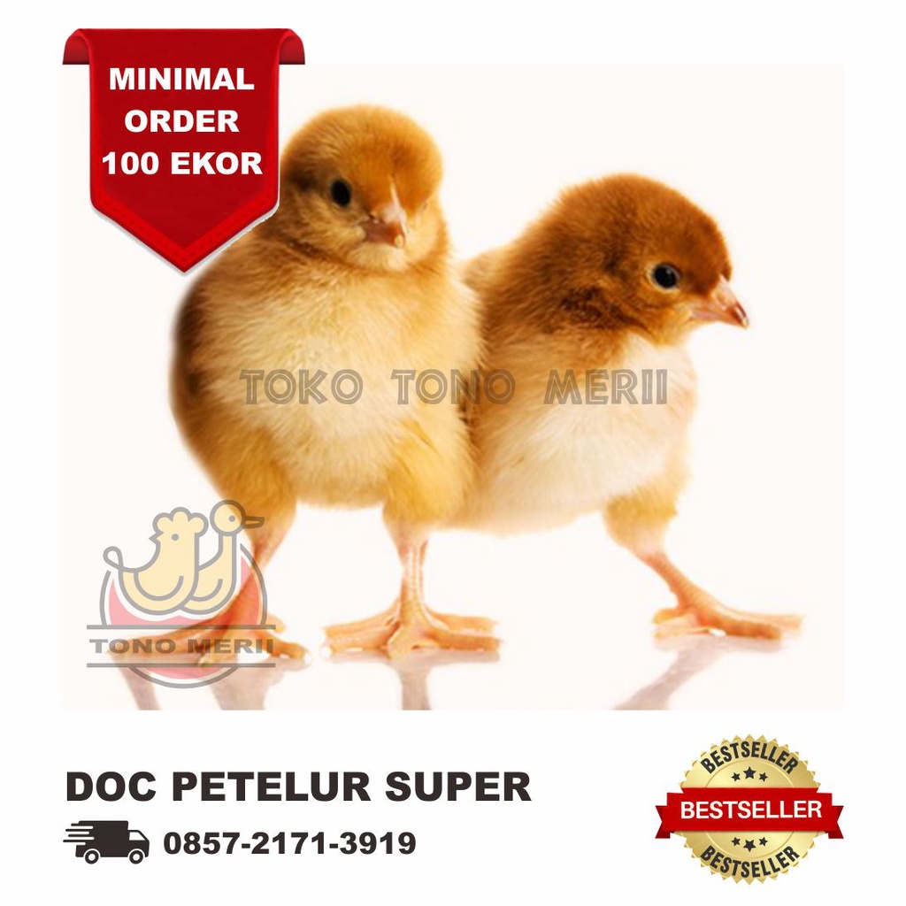 DOC Anak Ayam Petelur Layer Grade Super - 102 Ekor