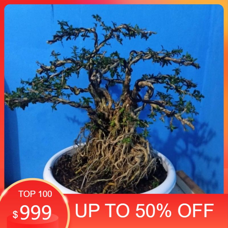 bonsai name seribu bintang micro - bonsai seribu