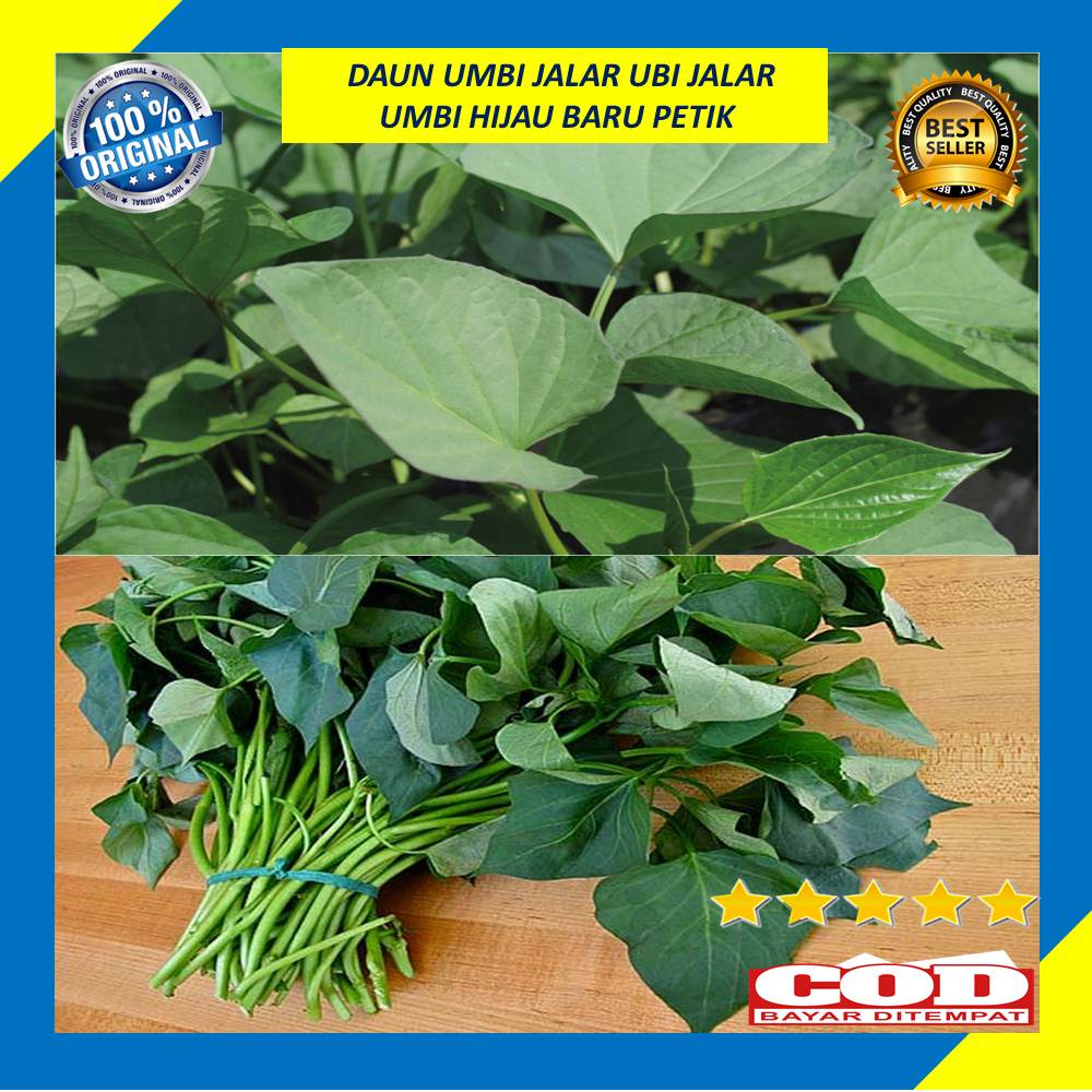 

Daun Umbi Jalar Ubi Jalar Umbi Hijau Segar Baru Petik 250 Gram