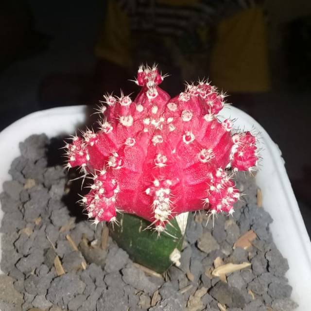 Kaktus gymno