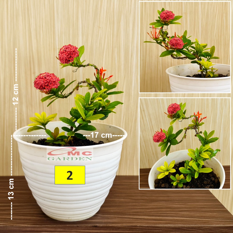 Tanaman Hias Bonsai Bonsae Mame Soka Mini Asoka Jepang Ixora Merah B-SMM-001