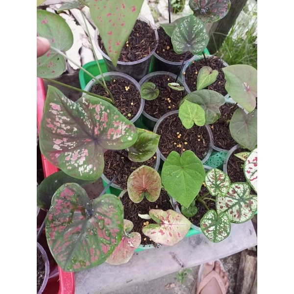 Keladi Green Seven Luck