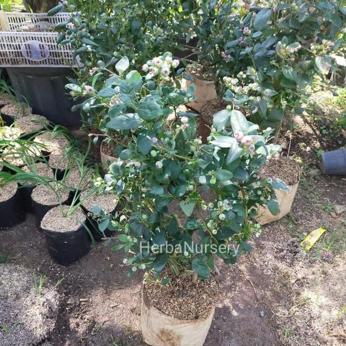 TERBAIK Bibit pohon blueberry - pohon buah blueberry - berbuah TERMURAH