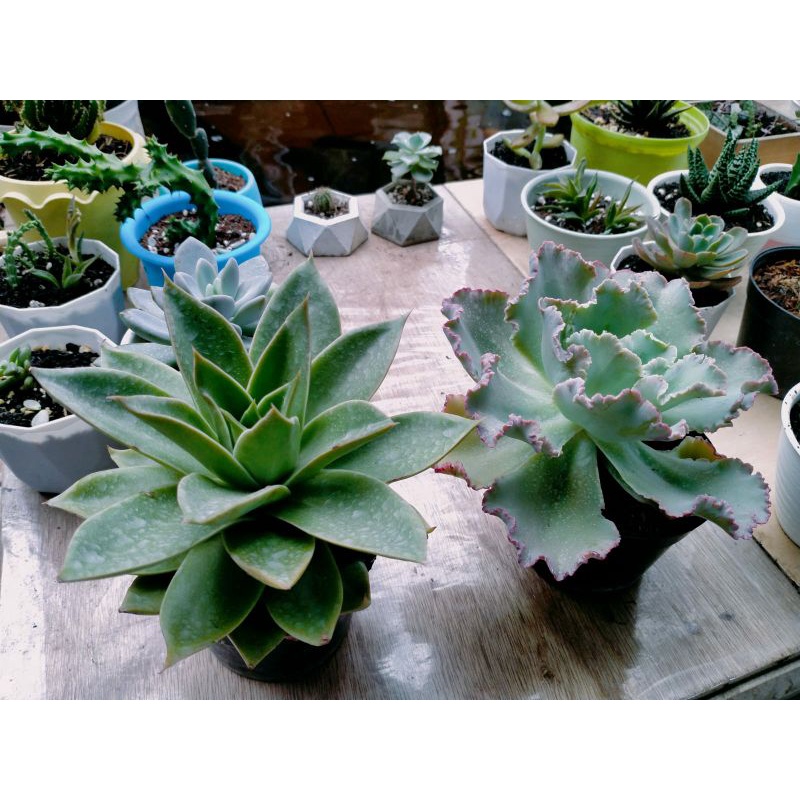 echeveria jumbo di pot 20/ echeveria warna ungu / sukulen shaviana pink