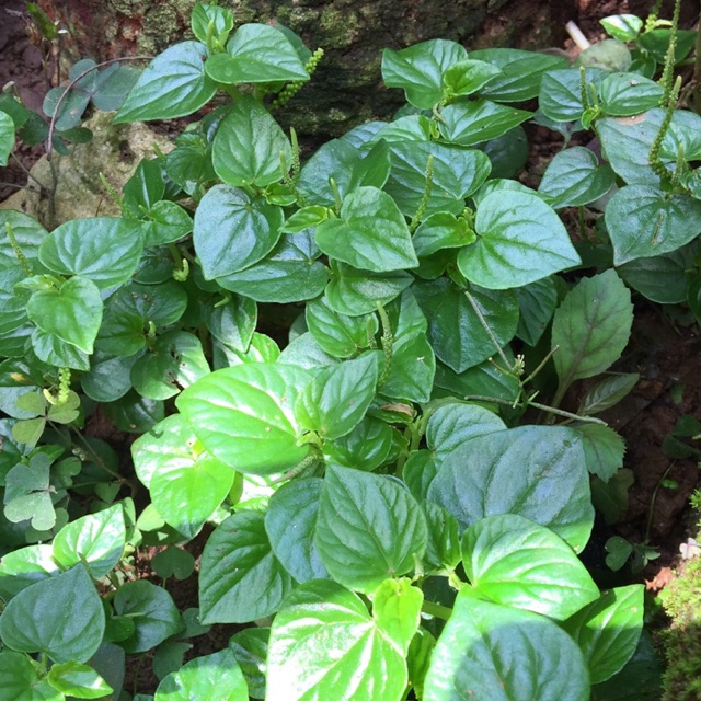 

daun Suruhan/ Ketumpang air ,sirih cina 500gr