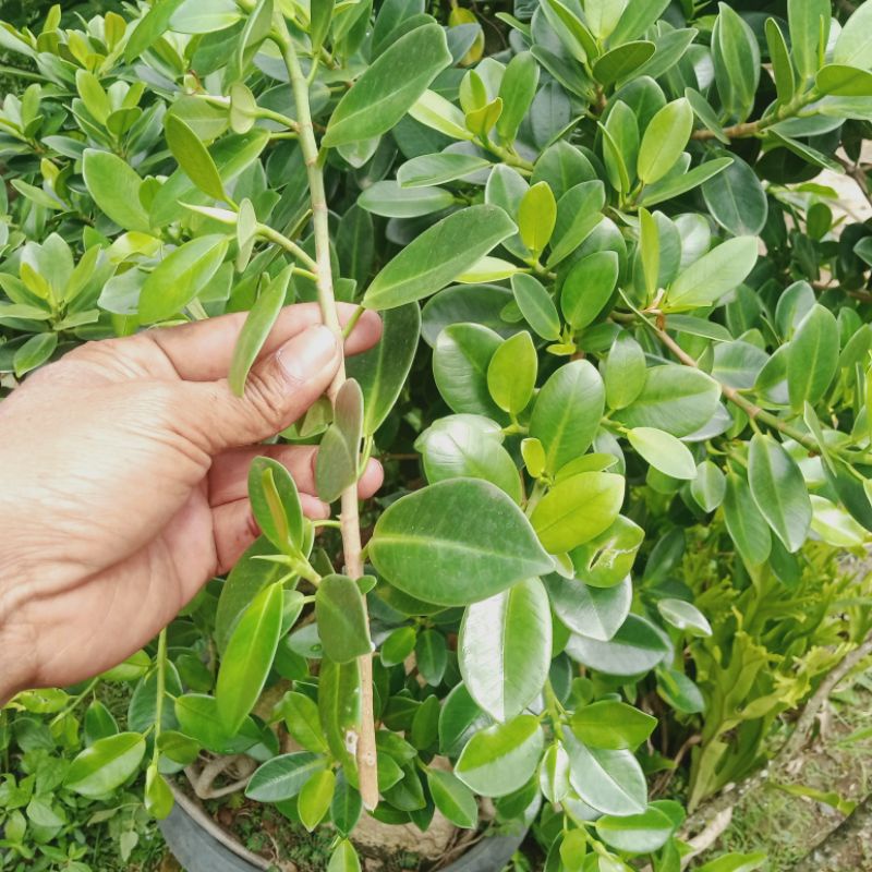 Bibit bonsai stek beringin kimeng 1 batang