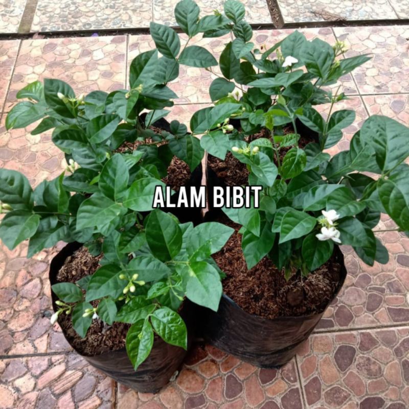 Bibit melati kampung (beli 5 gratis 1)