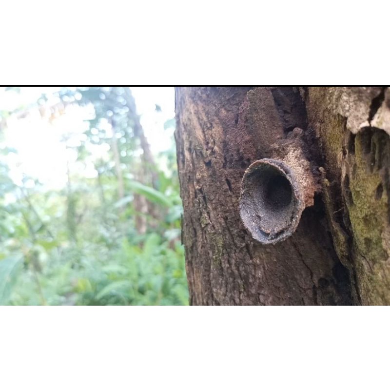 lebah trigona kelanceng kelulut jenis DRESCHERI dalam kotak SUPER