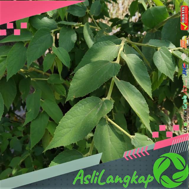 

Daun kersen segar organik 500gram