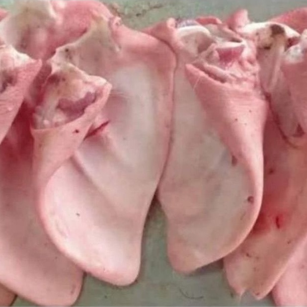

KUPING BABI SEGAR 500 GRAM / TELINGA BABI SEGAR / PIG EARS FRESH