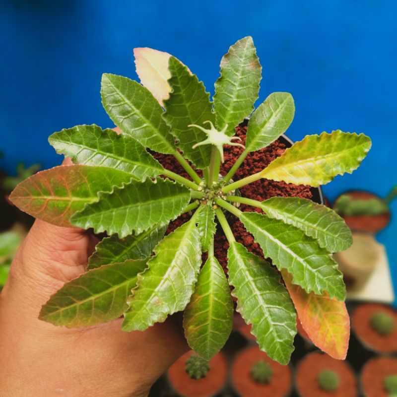 Dorstenia Hybrid // Tanaman hias Sukulen