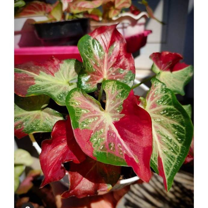caladium shycool/tumpah cat/tumcat