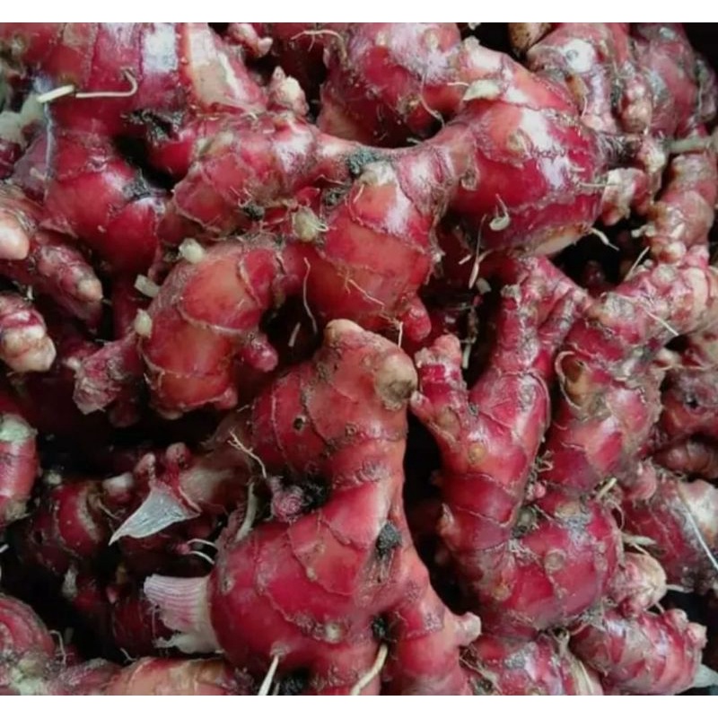 

Jahe Merah Hasil Kebun Sendirii