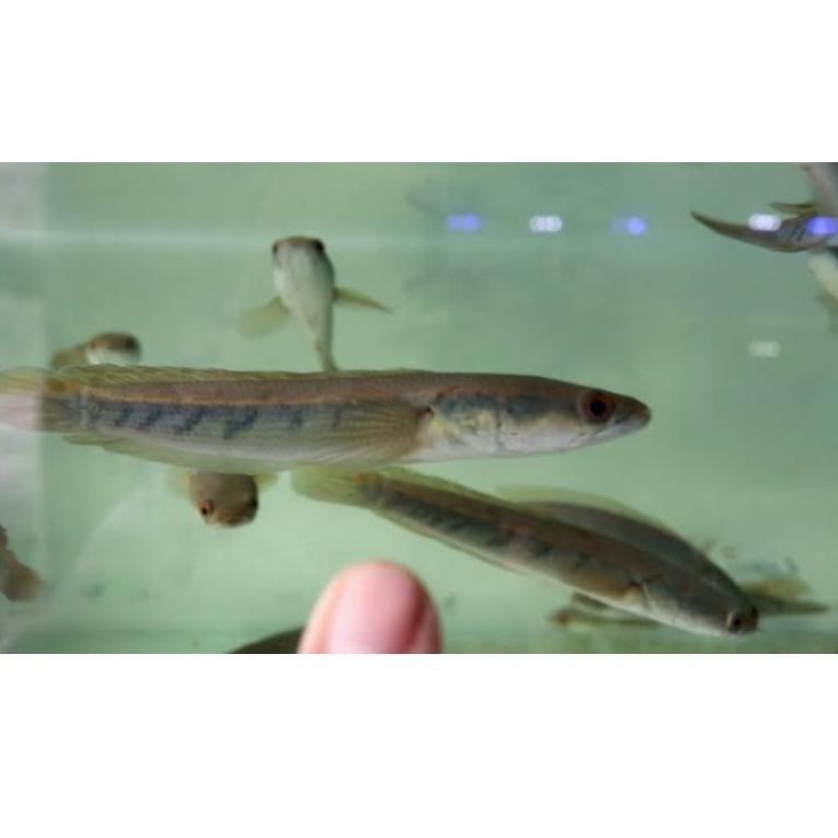 [PRODUK HLSMF] (COD) Ikan Channa 9-10 Cm Maru Yellow Centarum (Red Eye) Ys. HBD